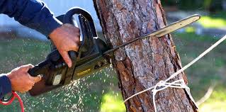 Reliable Nanakuli, HI  Tree Services Solutions