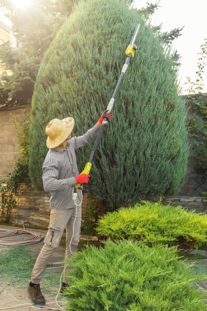 How Our Tree Care Process Works  in  Nanakuli, HI